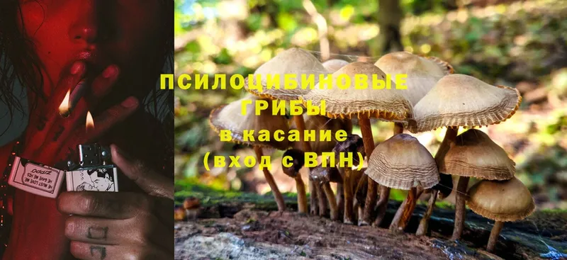 Галлюциногенные грибы Psilocybe  Микунь 